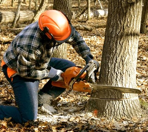 Tree Removal in Goshen, MA